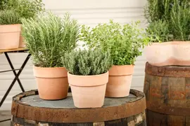 Thymus vulgaris 'orange' (sinaasappeltijm) 15cm - afbeelding 65