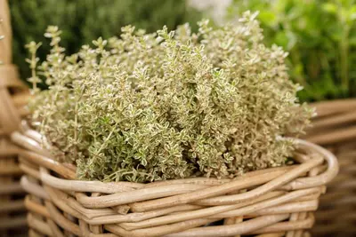 Thymus vulgaris 'orange' (sinaasappeltijm) 15cm - afbeelding 66