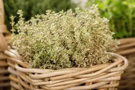 Thymus vulgaris 'orange' (sinaasappeltijm) 15cm - afbeelding 66