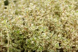 Thymus vulgaris 'orange' (sinaasappeltijm) 15cm - afbeelding 74