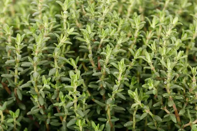Thymus vulgaris 'orange' (sinaasappeltijm) 15cm - afbeelding 75
