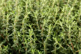 Thymus vulgaris 'orange' (sinaasappeltijm) 15cm - afbeelding 75