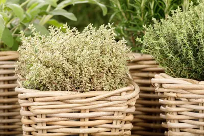 Thymus vulgaris 'orange' (sinaasappeltijm) 15cm - afbeelding 84