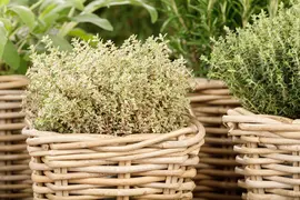 Thymus vulgaris 'orange' (sinaasappeltijm) 15cm - afbeelding 84