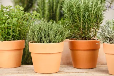 Thymus vulgaris 'orange' (sinaasappeltijm) 15cm - afbeelding 86