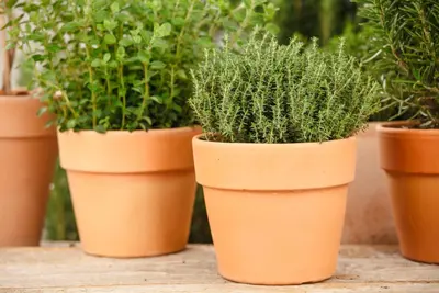 Thymus vulgaris 'orange' (sinaasappeltijm) 15cm - afbeelding 87