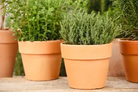 Thymus vulgaris 'orange' (sinaasappeltijm) 15cm - afbeelding 87