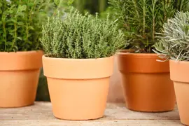 Thymus vulgaris 'orange' (sinaasappeltijm) 15cm - afbeelding 88