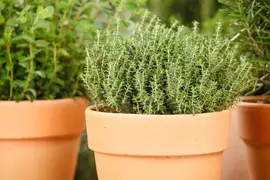 Thymus vulgaris 'orange' (sinaasappeltijm) 15cm - afbeelding 89