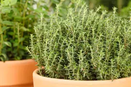 Thymus vulgaris 'orange' (sinaasappeltijm) 15cm - afbeelding 90