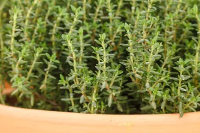 Thymus vulgaris 'orange' (sinaasappeltijm) 15cm - afbeelding 91
