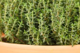 Thymus vulgaris 'orange' (sinaasappeltijm) 15cm - afbeelding 91