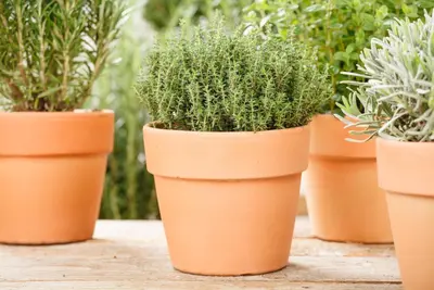Thymus vulgaris 'orange' (sinaasappeltijm) 15cm - afbeelding 92
