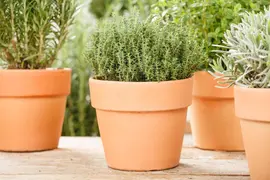 Thymus vulgaris 'orange' (sinaasappeltijm) 15cm - afbeelding 92