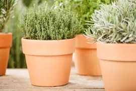 Thymus vulgaris 'orange' (sinaasappeltijm) 15cm - afbeelding 93