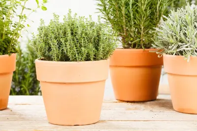 Thymus vulgaris 'orange' (sinaasappeltijm) 15cm - afbeelding 94