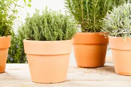 Thymus vulgaris 'orange' (sinaasappeltijm) 15cm - afbeelding 94