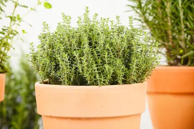 Thymus vulgaris 'orange' (sinaasappeltijm) 15cm - afbeelding 95