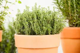 Thymus vulgaris 'orange' (sinaasappeltijm) 15cm - afbeelding 95