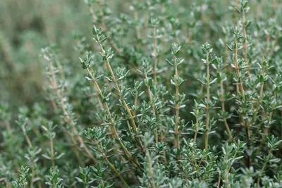 Thymus vulgaris 'orange' (sinaasappeltijm) 15cm - afbeelding 101