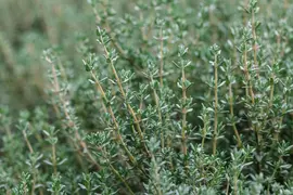 Thymus vulgaris 'orange' (sinaasappeltijm) 15cm - afbeelding 101