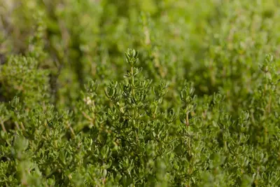 Thymus vulgaris 'orange' (sinaasappeltijm) 15cm - afbeelding 102