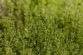 Thymus vulgaris 'orange' (sinaasappeltijm) 15cm - afbeelding 102