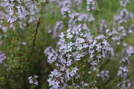 Thymus vulgaris 'orange' (sinaasappeltijm) 15cm - afbeelding 3