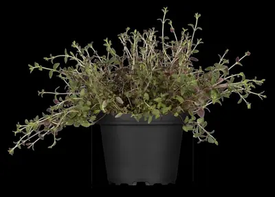 Thymus vulgaris 'orange' (sinaasappeltijm) 15cm - afbeelding 107