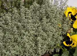 Thymus vulgaris 'orange' (sinaasappeltijm) 15cm - afbeelding 10