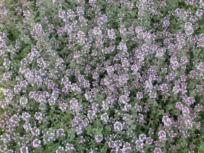 Thymus vulgaris 'orange' (sinaasappeltijm) 15cm - afbeelding 110