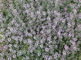 Thymus vulgaris 'orange' (sinaasappeltijm) 15cm - afbeelding 110