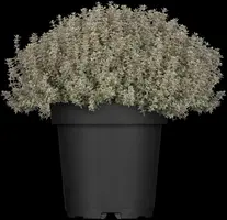 Thymus vulgaris 'orange' (sinaasappeltijm) 15cm - afbeelding 11