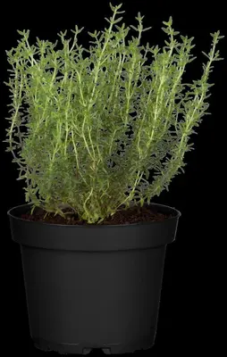 Thymus vulgaris 'orange' (sinaasappeltijm) 15cm - afbeelding 56