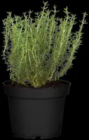 Thymus vulgaris 'orange' (sinaasappeltijm) 15cm - afbeelding 56