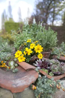 Thymus vulgaris 'orange' (sinaasappeltijm) 15cm - afbeelding 15
