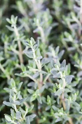 Thymus vulgaris 'orange' (sinaasappeltijm) 15cm - afbeelding 19