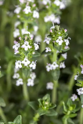 Thymus vulgaris 'orange' (sinaasappeltijm) 15cm - afbeelding 20