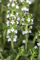 Thymus vulgaris 'orange' (sinaasappeltijm) 15cm - afbeelding 20