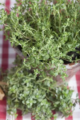 Thymus vulgaris 'orange' (sinaasappeltijm) 15cm - afbeelding 23
