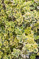 Thymus vulgaris 'orange' (sinaasappeltijm) 15cm - afbeelding 28