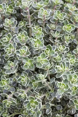 Thymus vulgaris 'orange' (sinaasappeltijm) 15cm - afbeelding 30