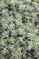 Thymus vulgaris 'orange' (sinaasappeltijm) 15cm - afbeelding 30