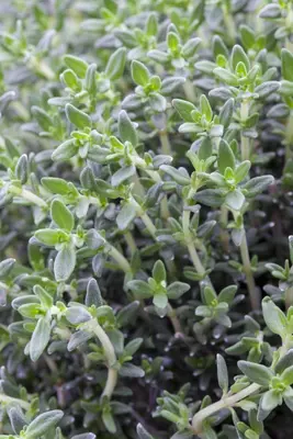 Thymus vulgaris 'orange' (sinaasappeltijm) 15cm - afbeelding 33
