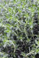 Thymus vulgaris 'orange' (sinaasappeltijm) 15cm - afbeelding 33