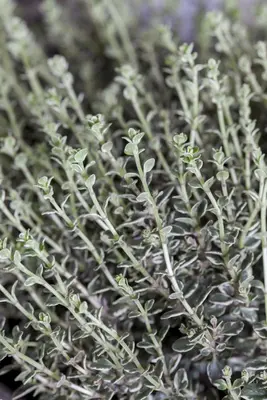 Thymus vulgaris 'orange' (sinaasappeltijm) 15cm - afbeelding 39