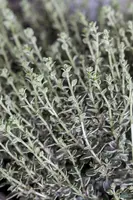 Thymus vulgaris 'orange' (sinaasappeltijm) 15cm - afbeelding 39