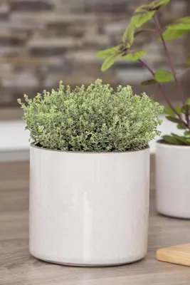 Thymus vulgaris 'orange' (sinaasappeltijm) 15cm - afbeelding 41