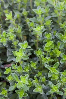 Thymus vulgaris 'orange' (sinaasappeltijm) 15cm - afbeelding 42