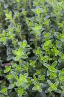 Thymus vulgaris 'orange' (sinaasappeltijm) 15cm - afbeelding 42